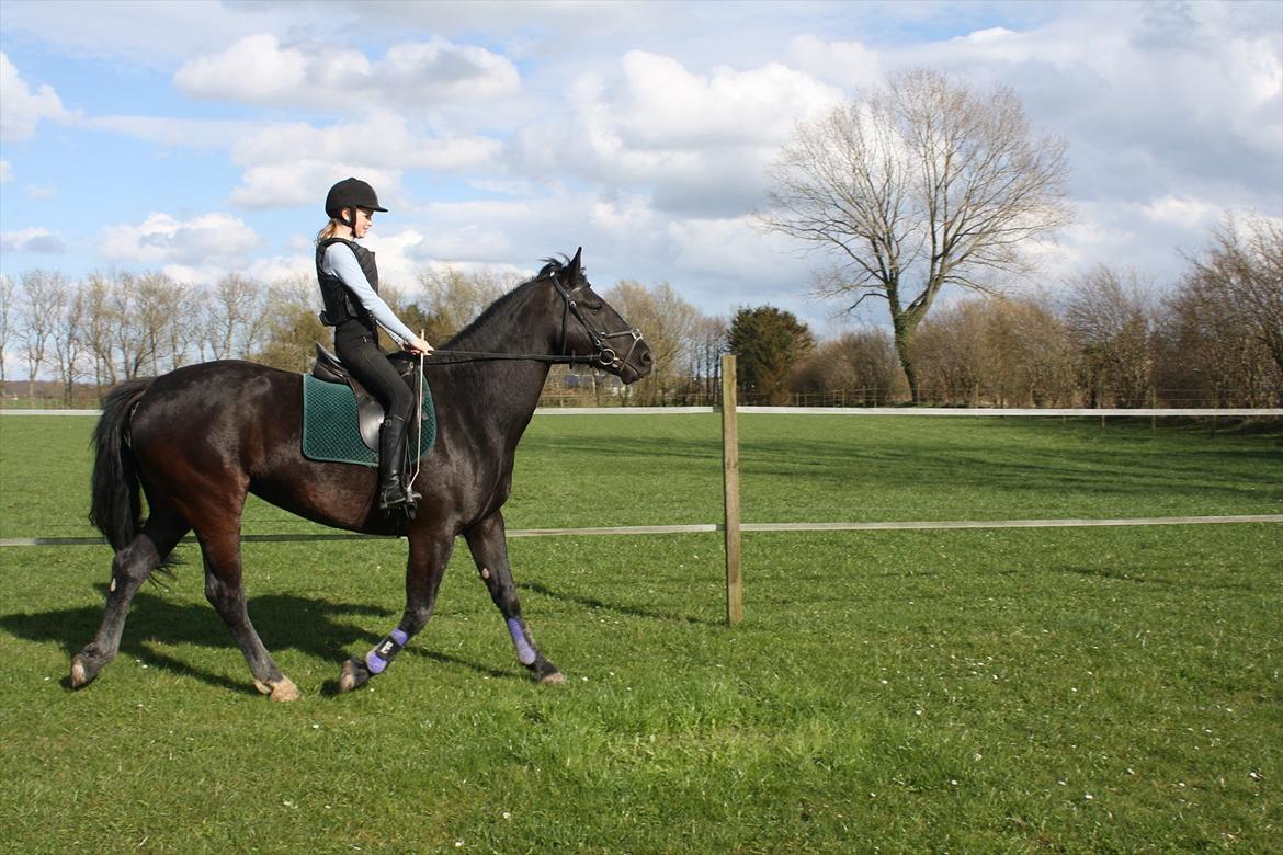 Oldenborg Cille af Casmaslund - Anden gang jeg rider på hunde. Hun går ikke så godt, men hun har ikke været  redet i 1 år ;) billede 9