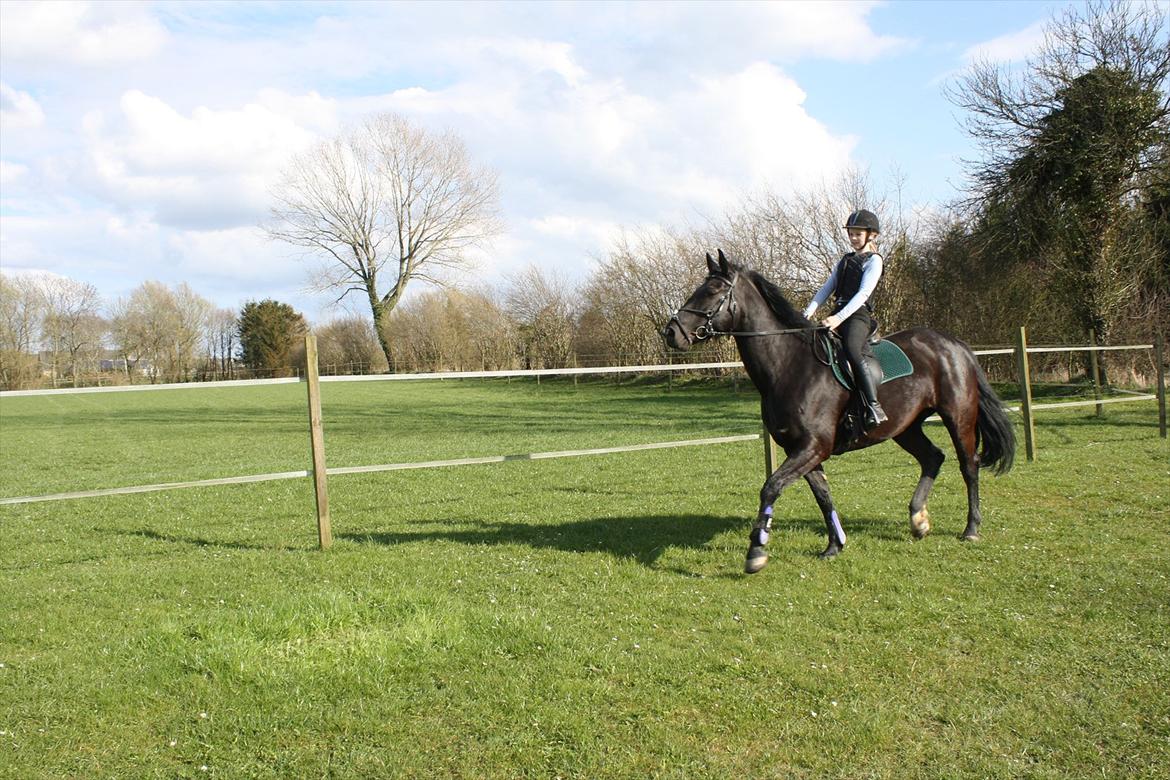 Oldenborg Cille af Casmaslund billede 11