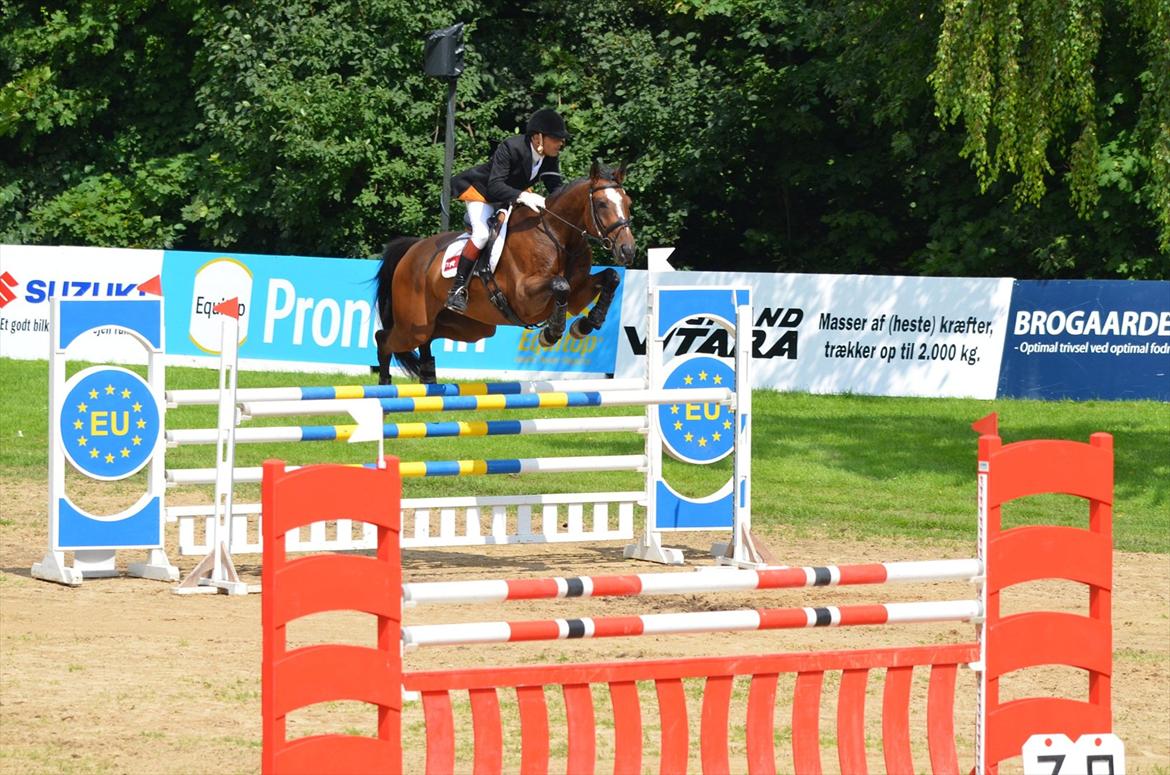 Trakehner Lasse e. Buddenbrock - Den bedste <3 billede 1