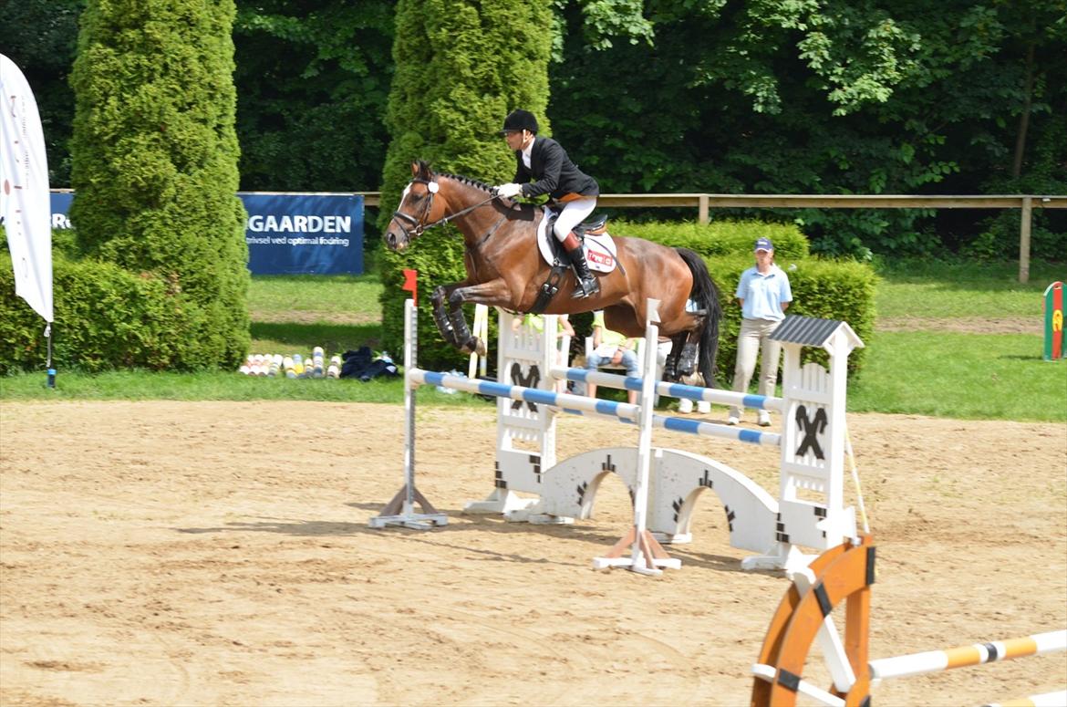 Trakehner Lasse e. Buddenbrock - you are my world, what to do whit out you! billede 14