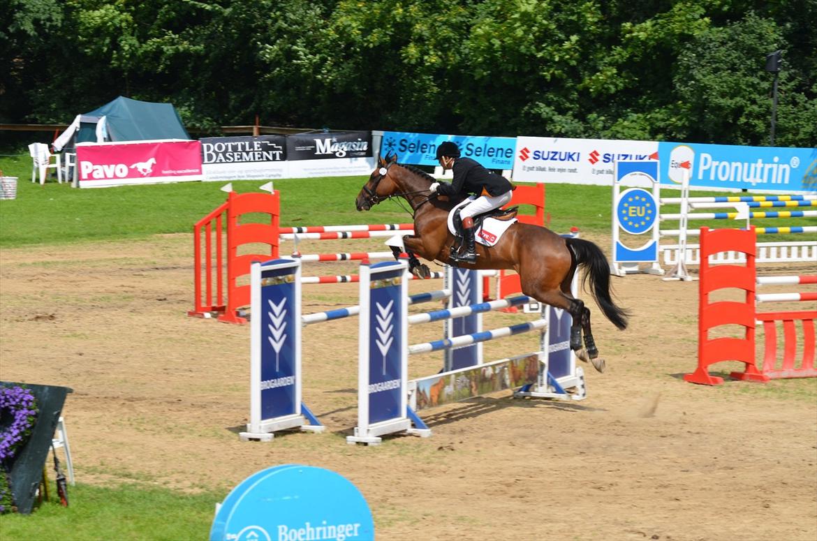 Trakehner Lasse e. Buddenbrock - seje reje ! billede 7