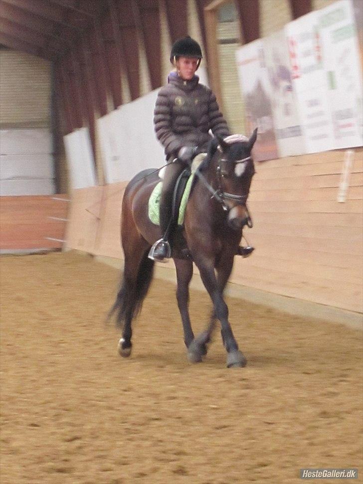 Welsh Cob (sec D) Vlietstede Brilliant Idris billede 19