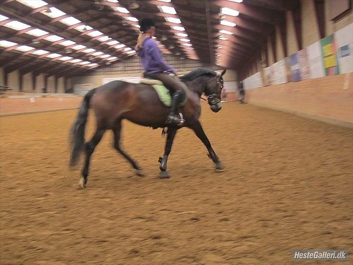 Welsh Cob (sec D) Vlietstede Brilliant Idris billede 20