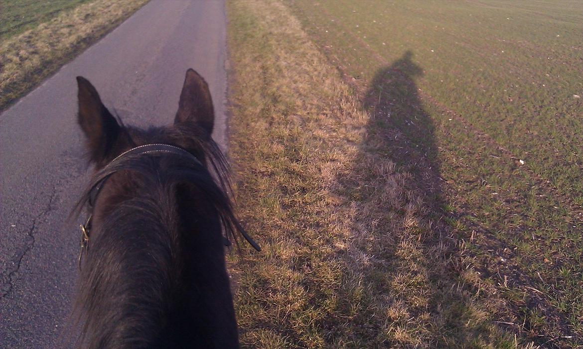 Traver Palle billede 11