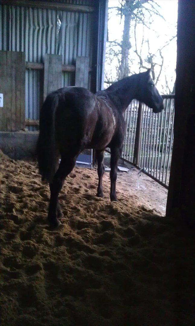 Traver Palle billede 12