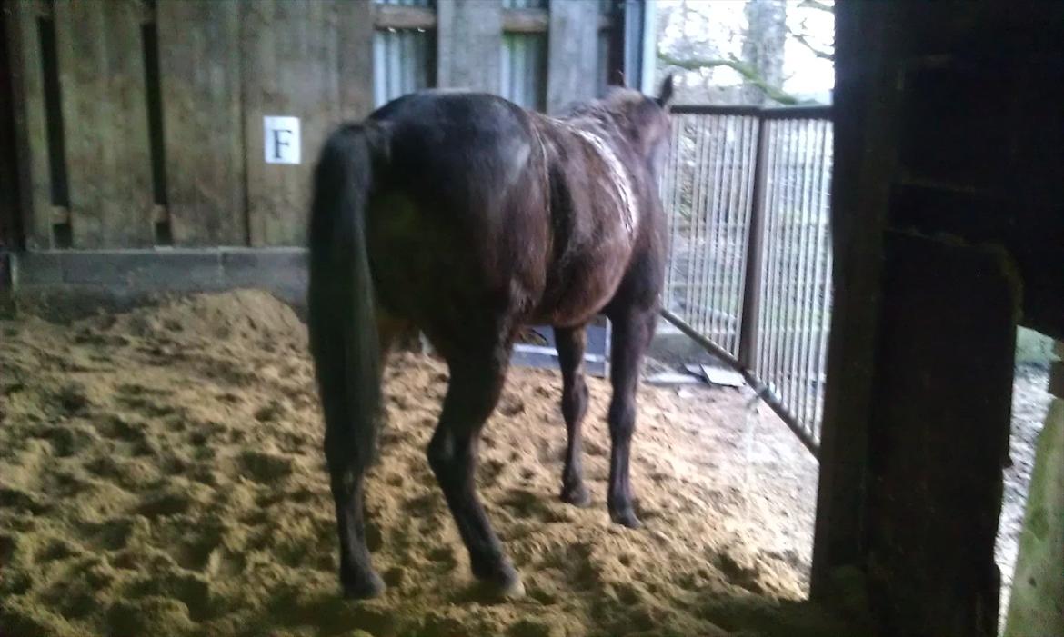 Traver Palle billede 13