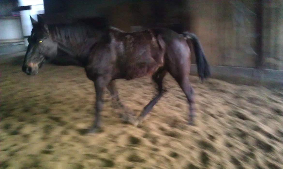 Traver Palle billede 14