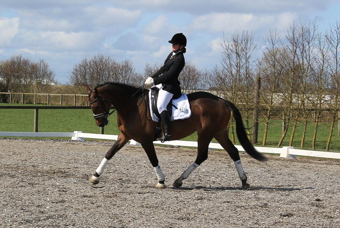 Dansk Varmblod Møllegårdens Kobana RDH - LC2 HØJ April 2012 billede 16