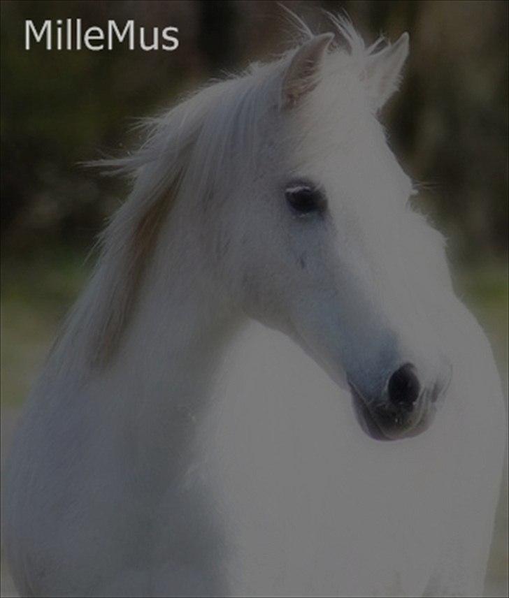 Anden særlig race Mille billede 1