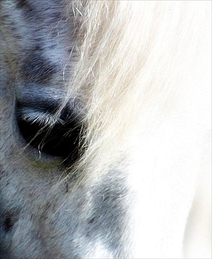Anden særlig race Mille billede 2