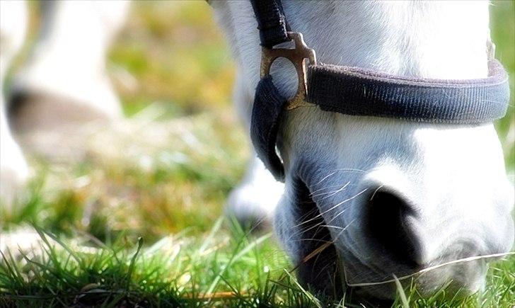 Anden særlig race Mille billede 3