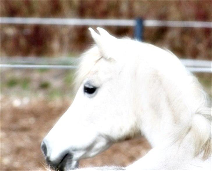 Anden særlig race Mille billede 4