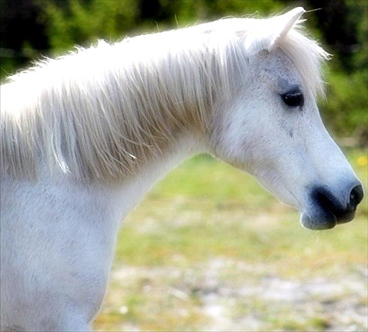 Anden særlig race Mille billede 5