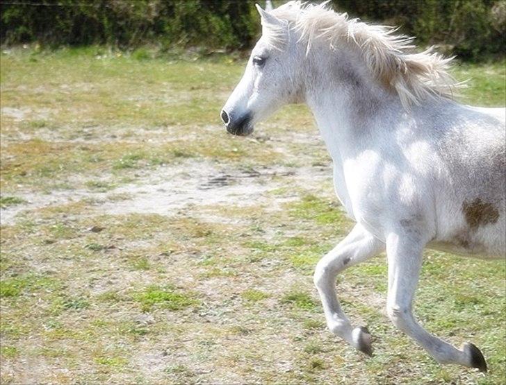 Anden særlig race Mille billede 6
