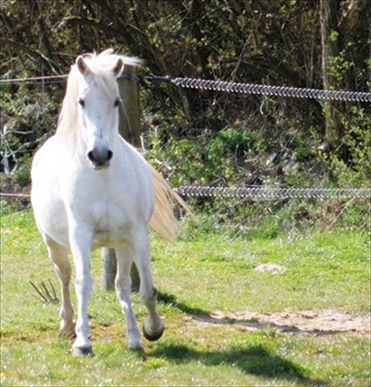 Anden særlig race Mille billede 7