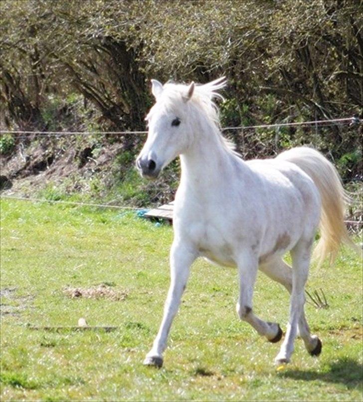 Anden særlig race Mille billede 8