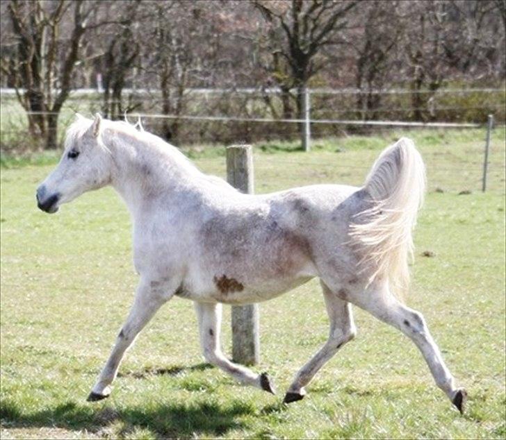 Anden særlig race Mille billede 9