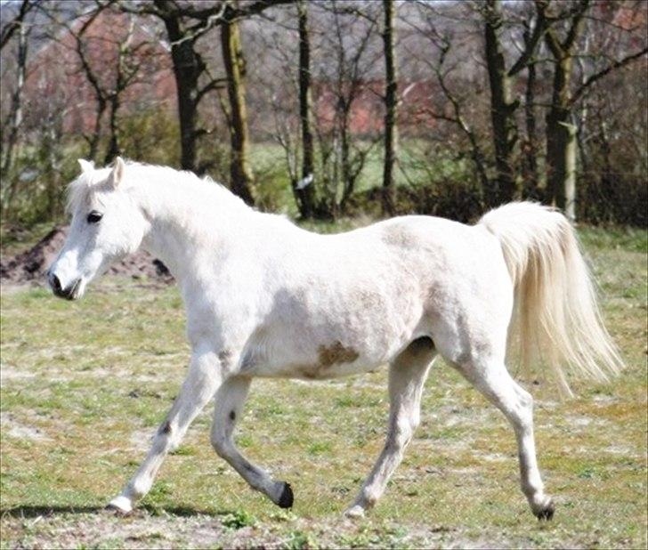 Anden særlig race Mille - nok er jeg 22. en jeg ser godt ud billede 10