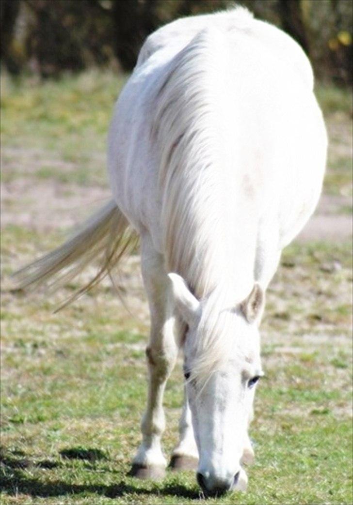 Anden særlig race Mille billede 11