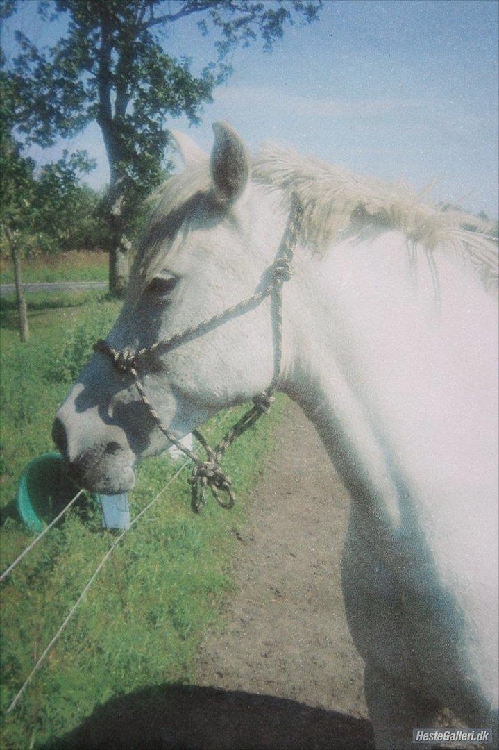 Anden særlig race Mille billede 14