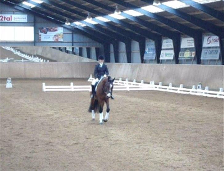 Dansk Varmblod Que Vadis <3 - Første stævne på Hedensted rideklub - smukke hest <3 billede 14