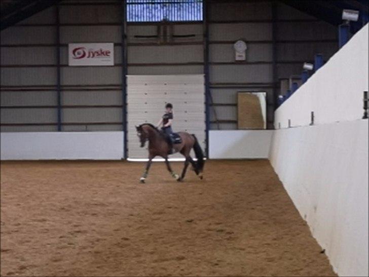 Dansk Varmblod Que Vadis <3 - En af de første dage på Tronsø <3 billede 15