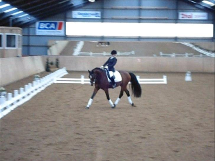 Dansk Varmblod Que Vadis <3 - Første stævne - min'stjerne *-: billede 16