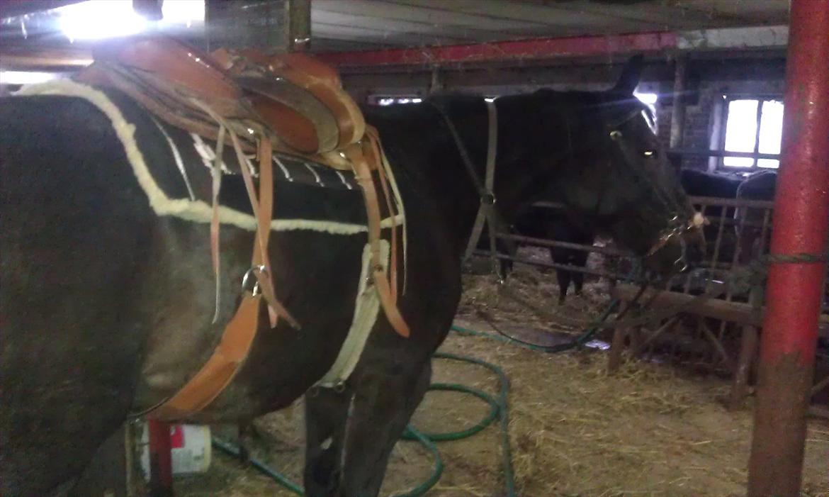 Traver Palle billede 15