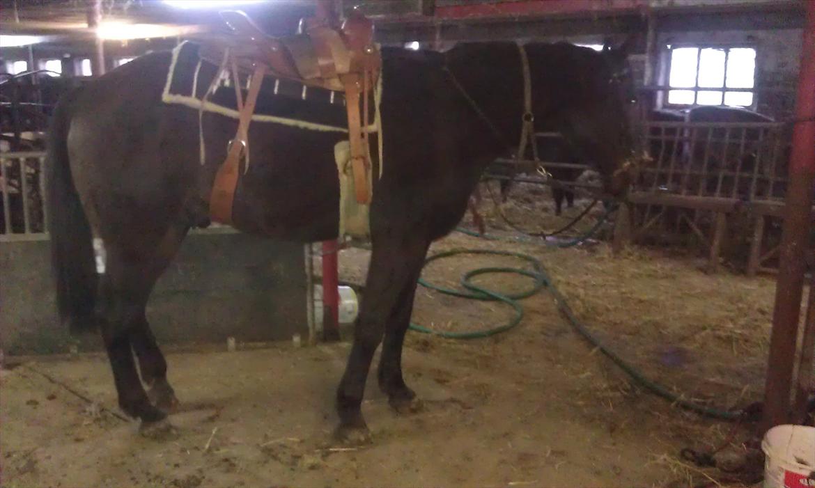 Traver Palle billede 16