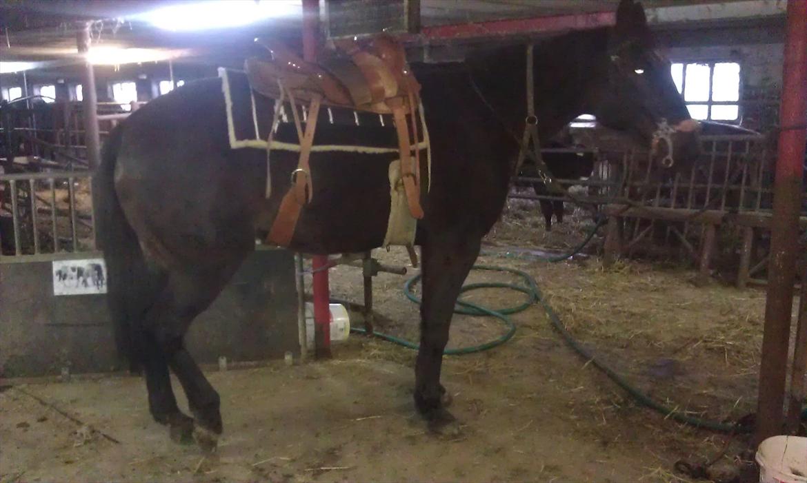 Traver Palle billede 17