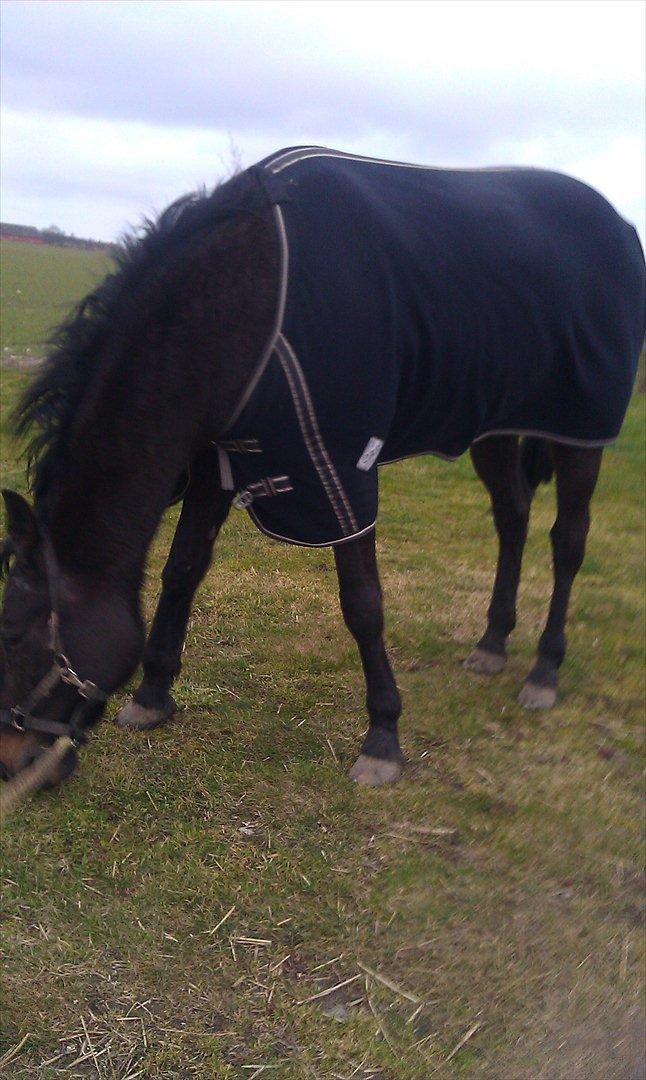 Traver Palle billede 18