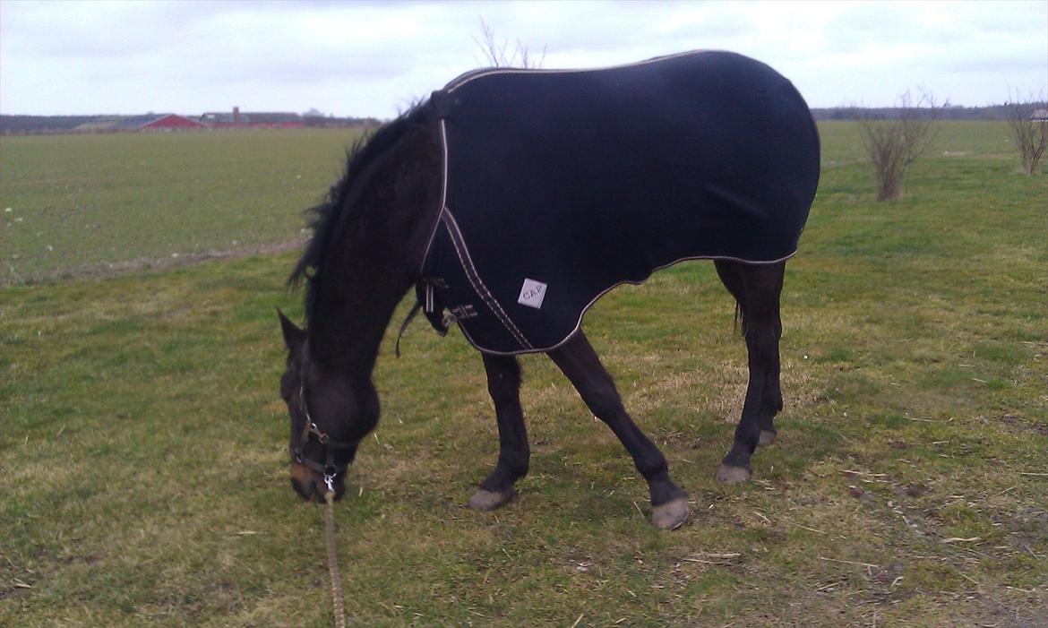 Traver Palle billede 19