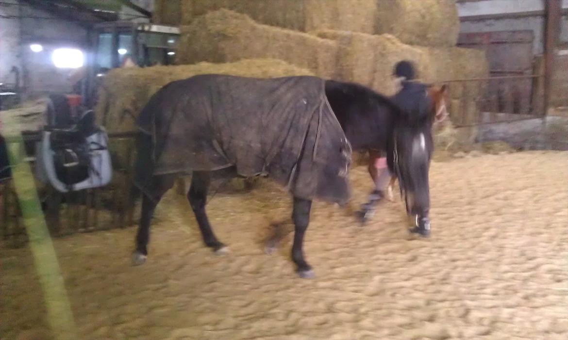 Traver Palle billede 20