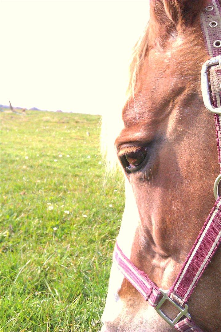 Pinto † Pucahontas † - when i see  into your eyes im gonnar cry - you have soo much peace in your mind <3 you accept me as i am and i accept you as you are, i will never love you less! billede 3