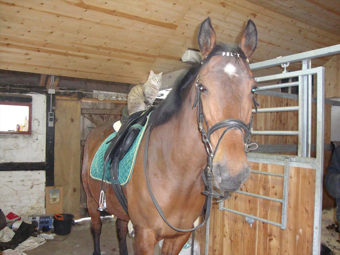 Anden særlig race Felix <3 R.I.P savner dig <3 -  på billedet her sider min bedste ven på ryggen af Felix hun heder Miv miv :) <3 
R.I.P til begge dyrene  <3 billede 2