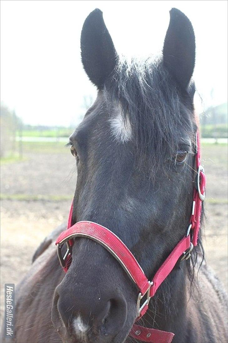 Oldenborg Gipsy billede 1