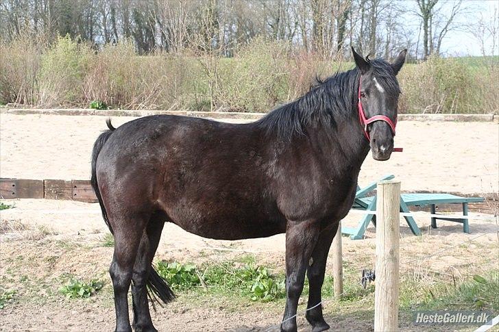 Oldenborg Gipsy - Haahahahhahahahha:-) for lang tid siden og en del kilo:-) billede 9