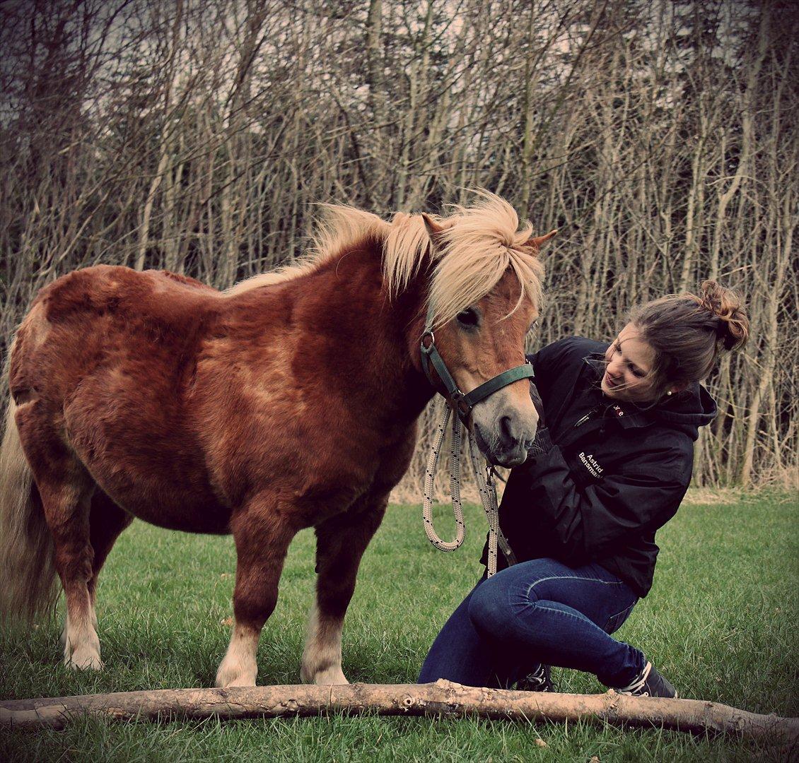 Shetlænder Okkermand - Jeg elsker dig eddermanme, bette! <3

Skoven, april 2012 billede 10