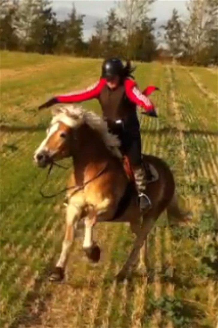 Haflinger Medusa billede 2