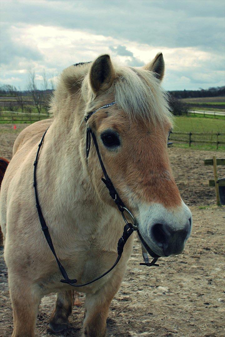 Fjordhest Plattini  - På besøg hos Plattini :-) <3

April 2012 billede 1