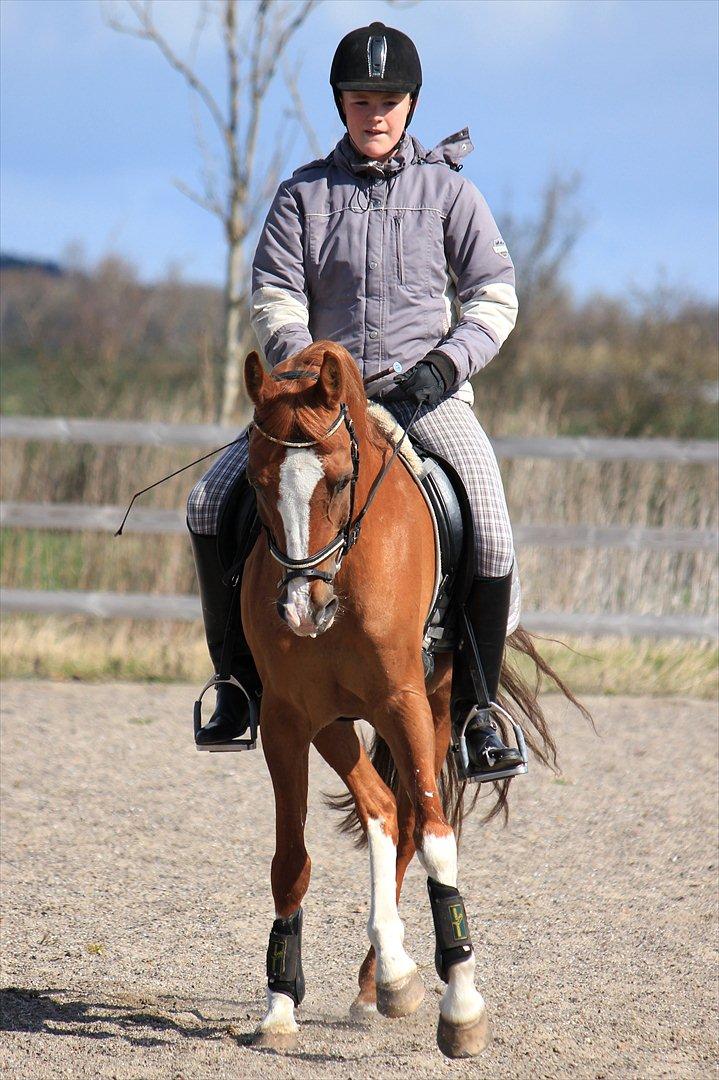 Hollandsk Sportspony Karimh J.V. *B-Pony* - Den 14/4 2012
Foto: Laura Bogut.  billede 9