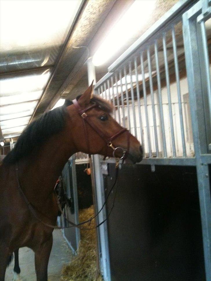 Hollandsk Sportspony Kira billede 9