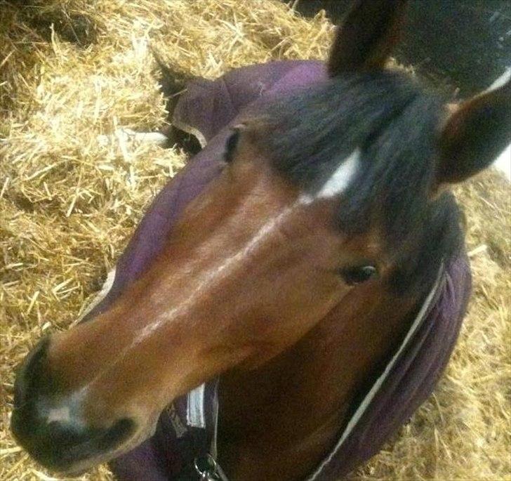 Hollandsk Sportspony Kira billede 10