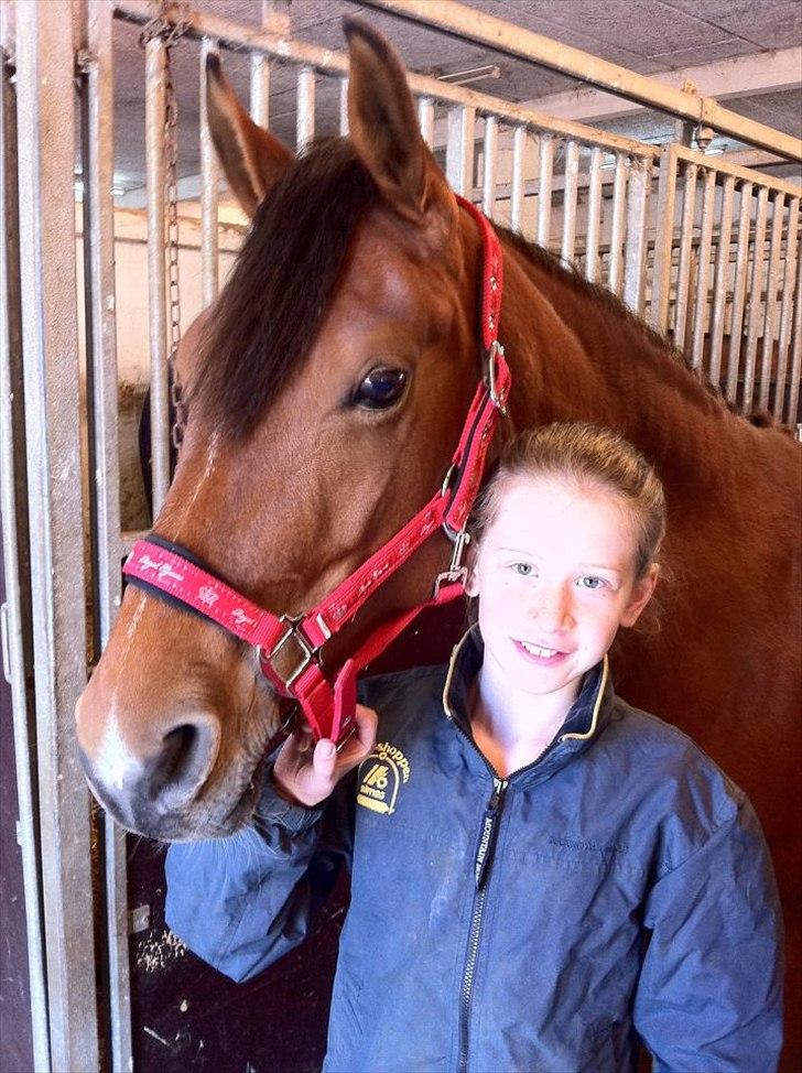 Hollandsk Sportspony Kira billede 11