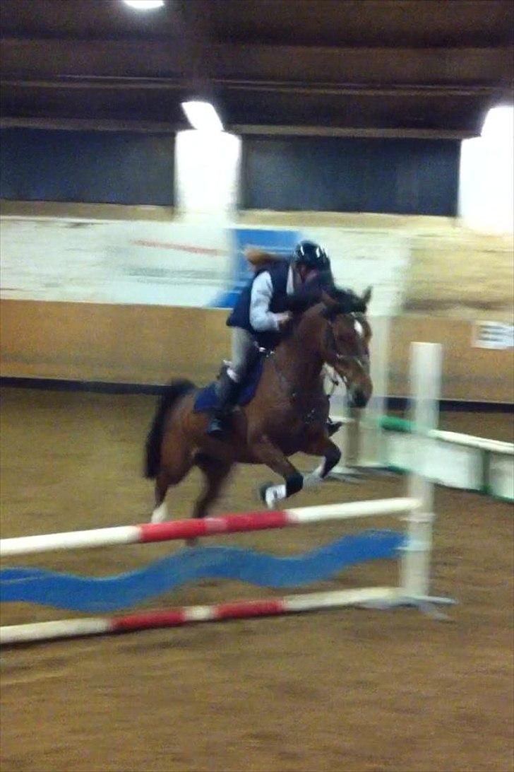 Hollandsk Sportspony Kira billede 12