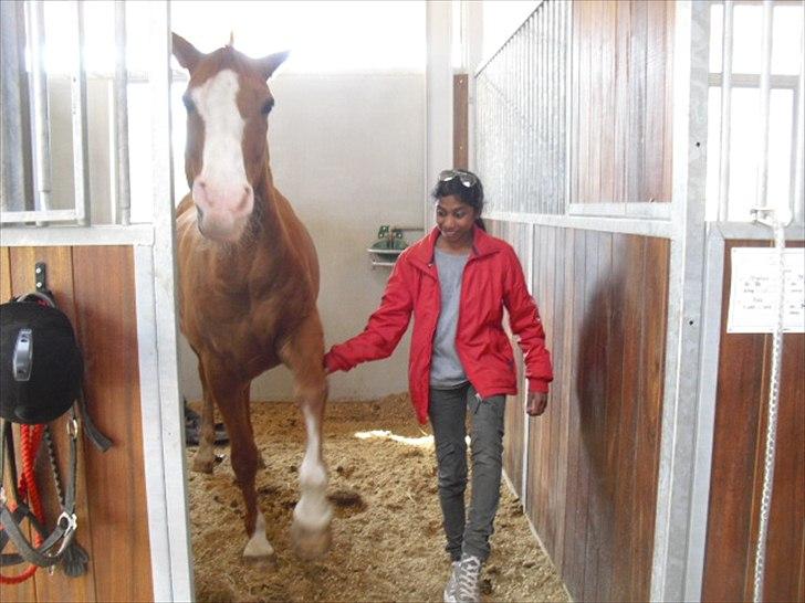 Arabisk fuldblod (OX) Lavina *DEN BEDSTE* billede 12