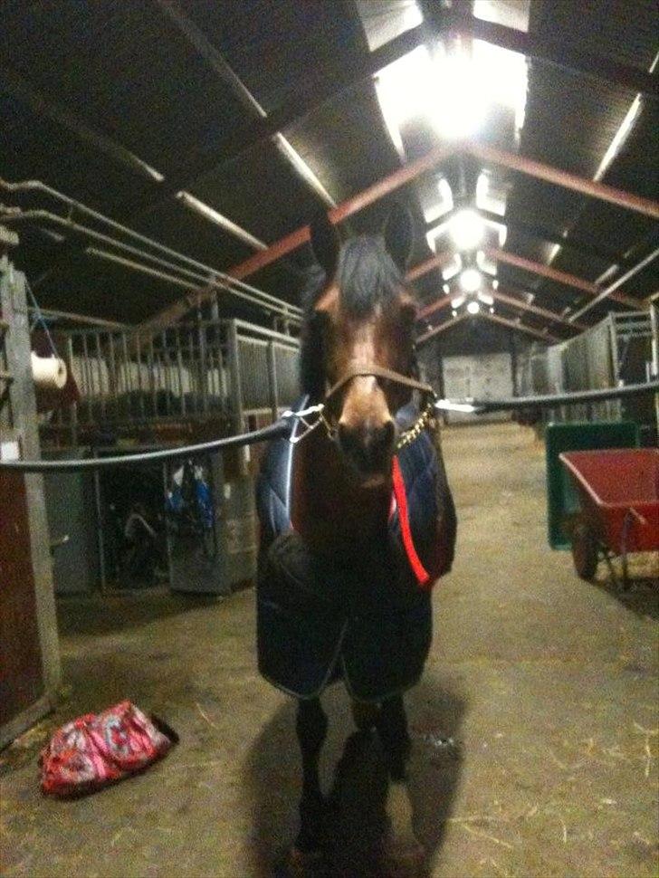 Hollandsk Sportspony Kira billede 13