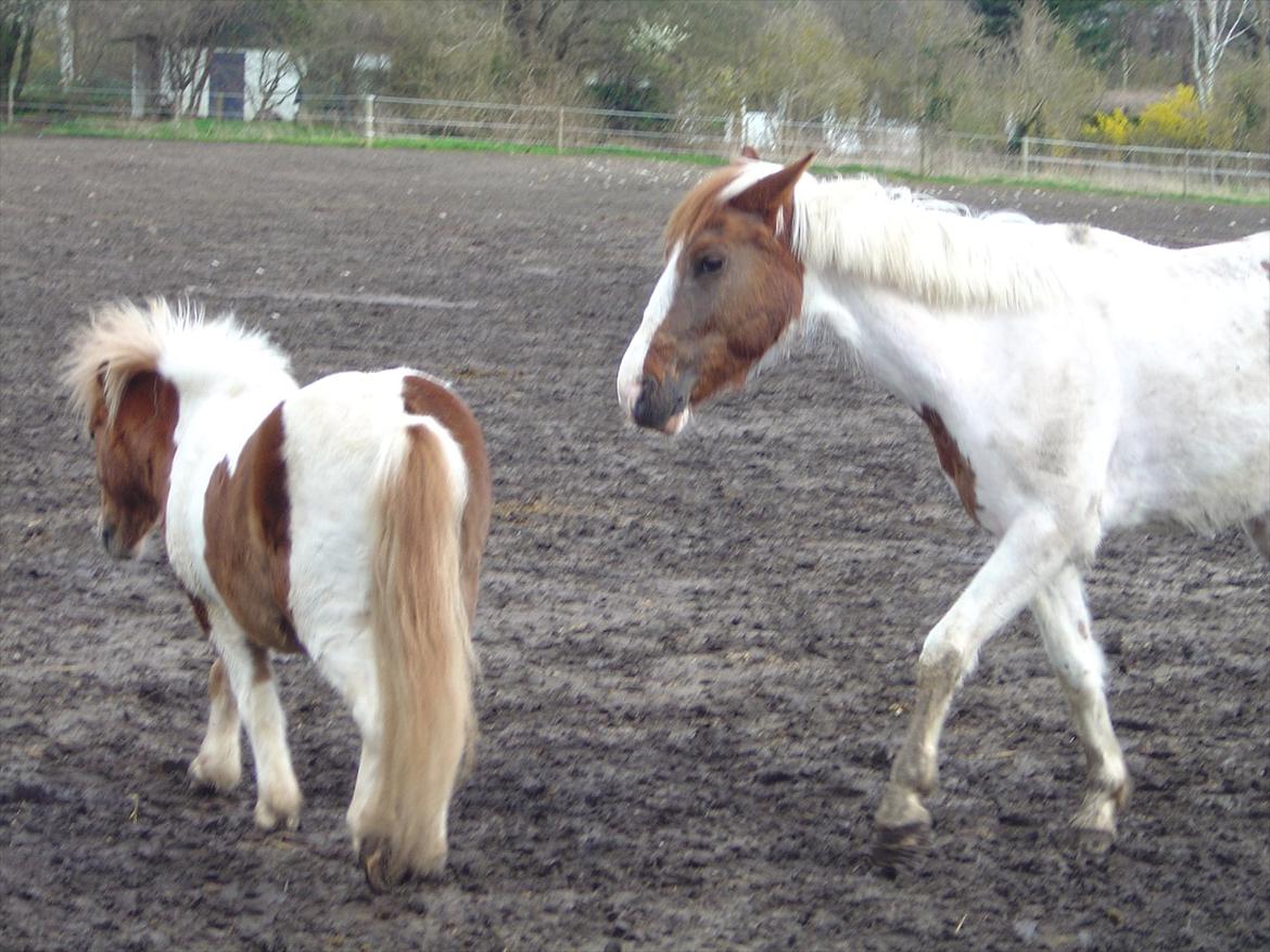 Anden særlig race India - To brogede ponyer! India og Montana<3. billede 8