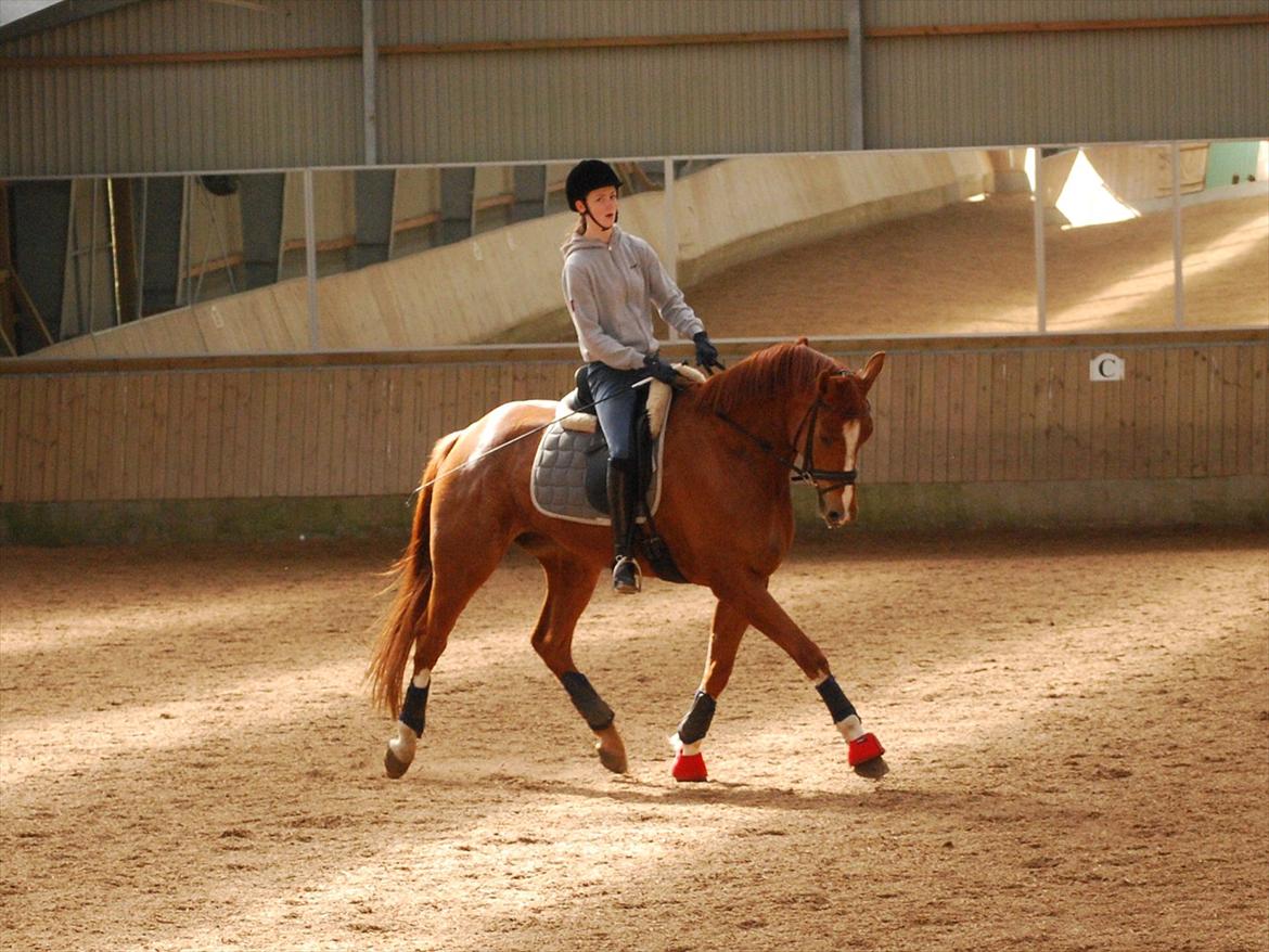 Dansk Varmblod Windy - Træning igår d. 14/4-12
Dette billede er taget i letridning, så min opstilling ser derfor lidt mærkelig ud :) billede 12