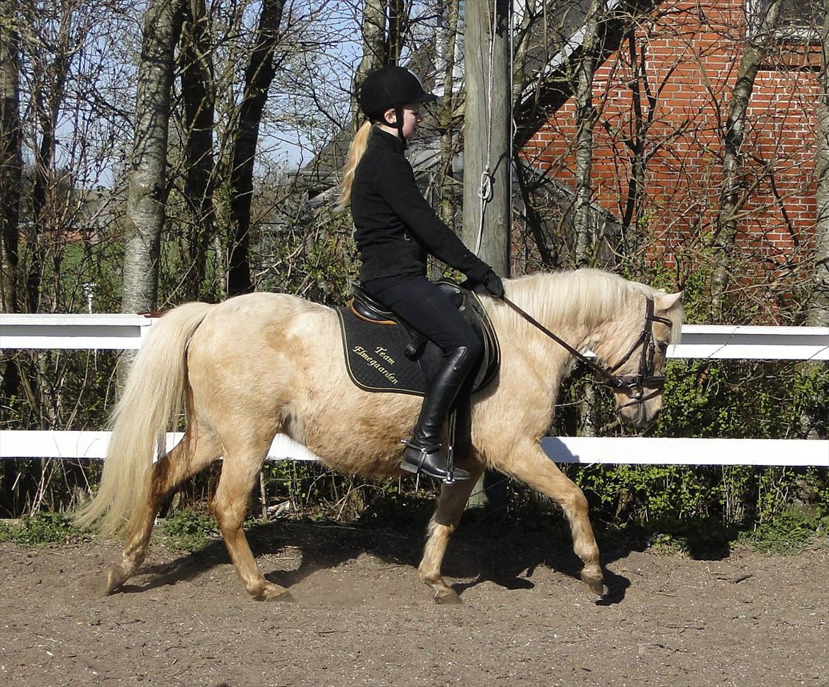 Welsh Partbred (Sec F) Amigo Utah (Miss Goldie) *SOLGT* - Miss Goldie og Stine april 2012 billede 5